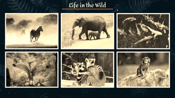 A life in the wild - flexbox gallery built with modern frontend techniques for responsive and reusable UI.