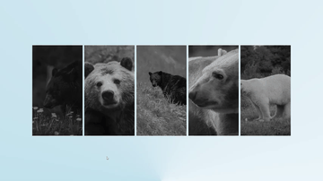 A expanding gallery view built with modern frontend techniques for responsive and reusable UI.