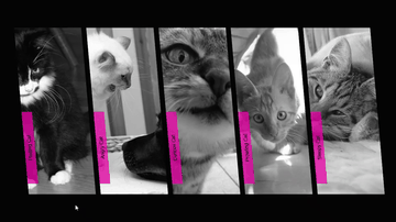 A accordion gallery built with modern frontend techniques for responsive and reusable UI.