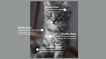 A cat tips built with modern frontend techniques for responsive and reusable UI.