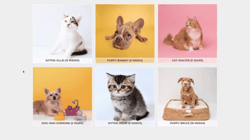 A gallery details built with modern frontend techniques for responsive and reusable UI.