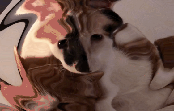 A lazy load & transition your react images with some webgl glsl niceness built with modern frontend techniques for responsive and reusable UI.